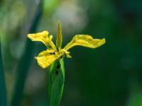 Schwertlilie oder Iris gelb